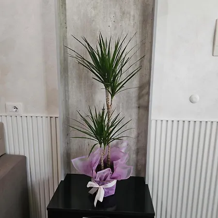 Daire Dori's Vollga By Bohem *